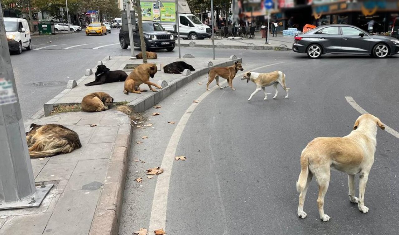  Sahipsiz köpeklerden kaçarken otomobilin çarptığı kadın öldü