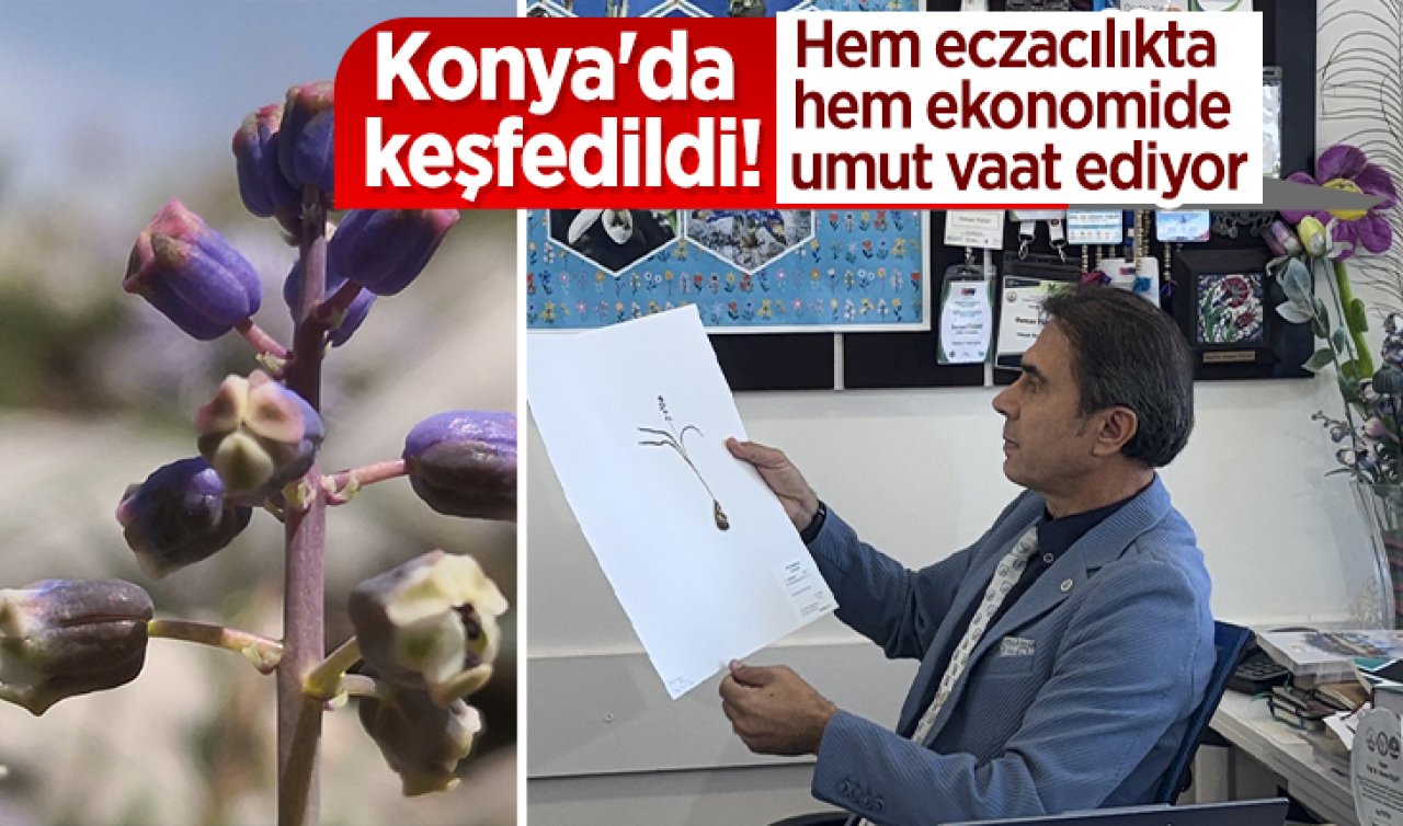 Konya’da keşfedildi! Hem eczacılıkta hem ekonomide umut vaat ediyor
