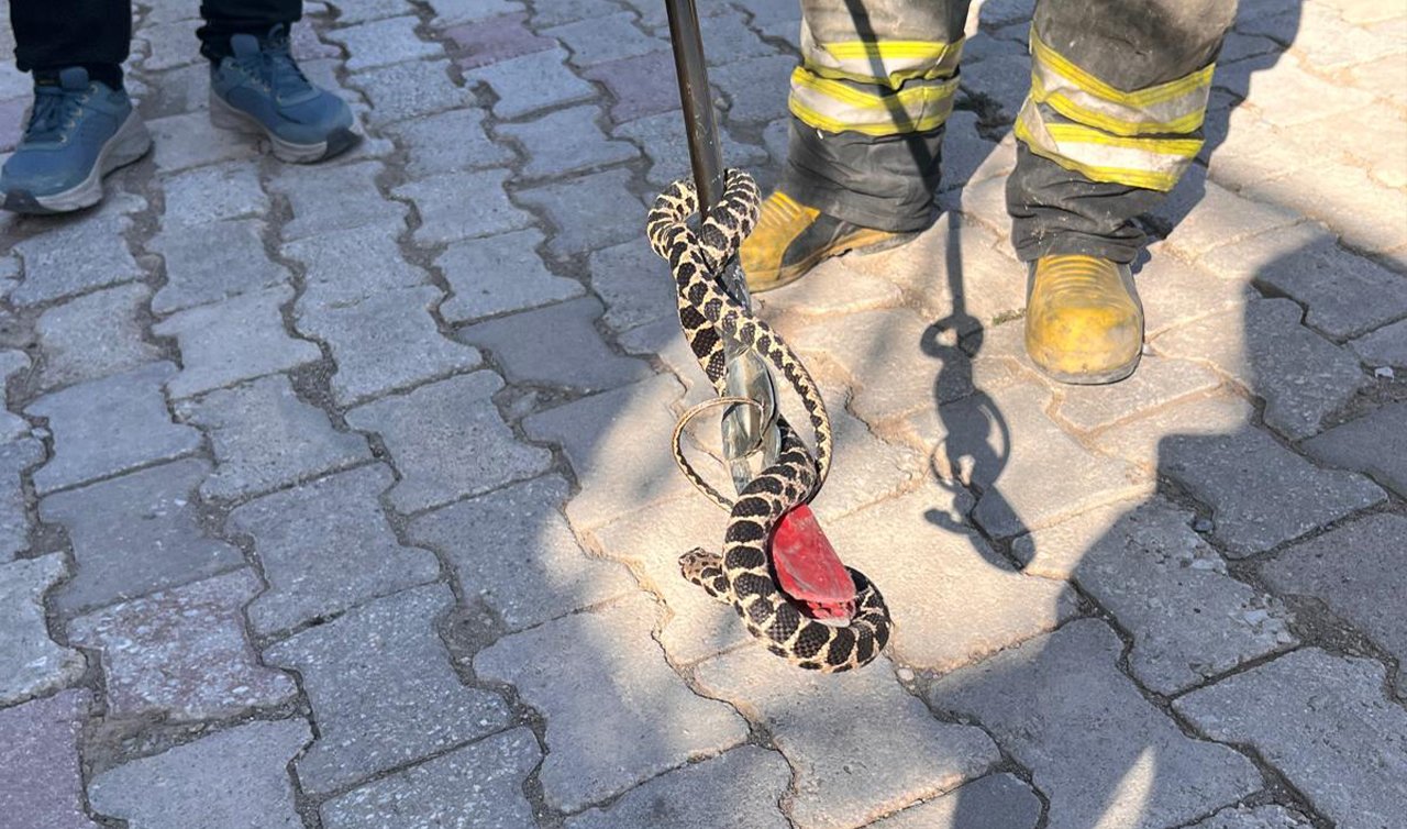 Konya’da evin bodrumuna giren yılan itfaiye ekibince yakalandı