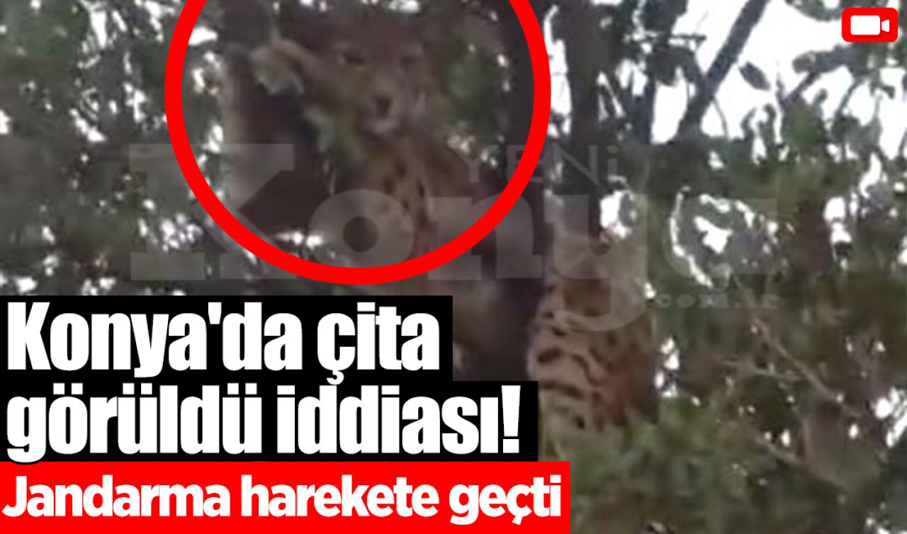 Konya’da çita görüldü iddiası! Jandarma harekete geçti