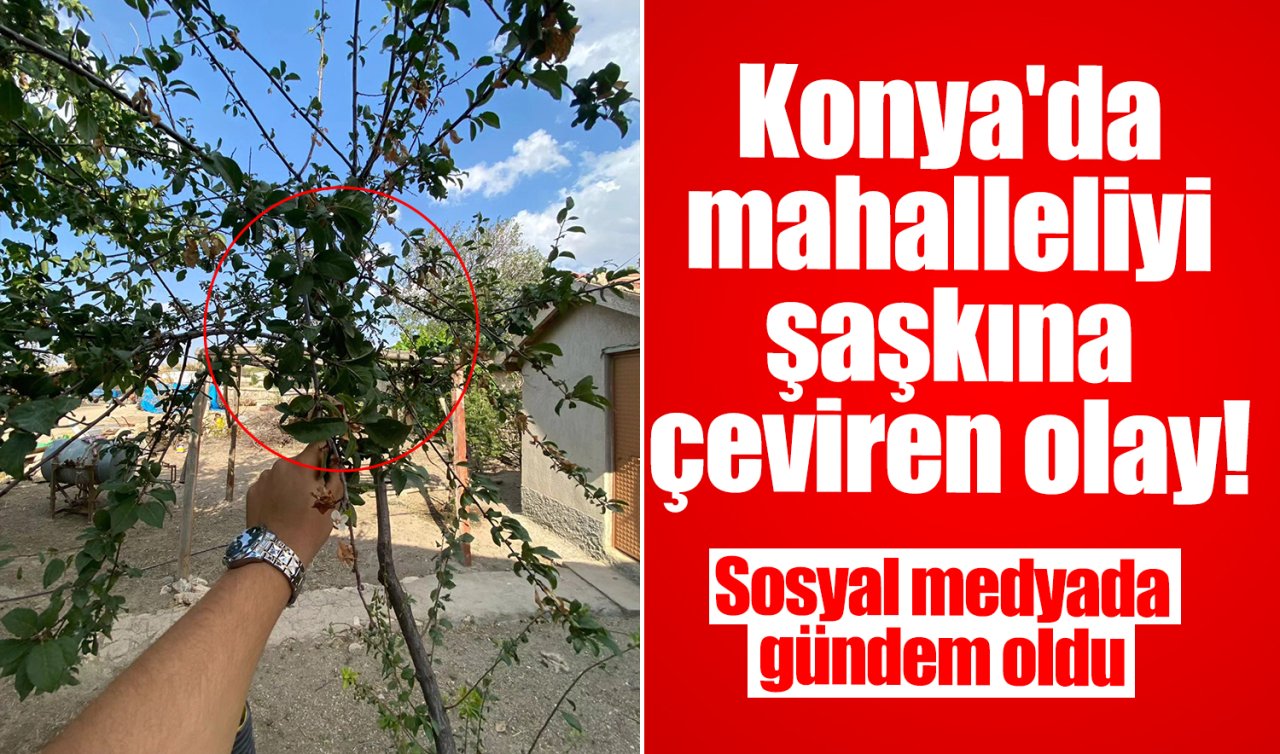 Konya’da mahalleliyi şaşkına çeviren olay! Sosyal medyada gündem oldu 