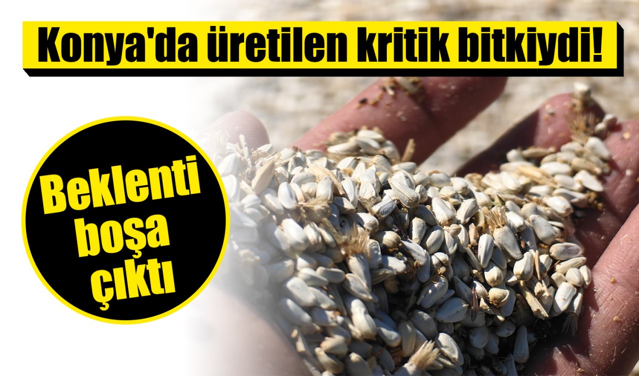 Konya’da üretilen kritik bitkiydi! Kuraklık vurdu 