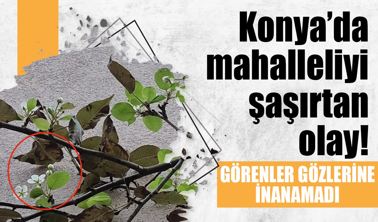 Konya’da mahalleliyi şaşırtan olay! Görenler gözlerine inanamadı