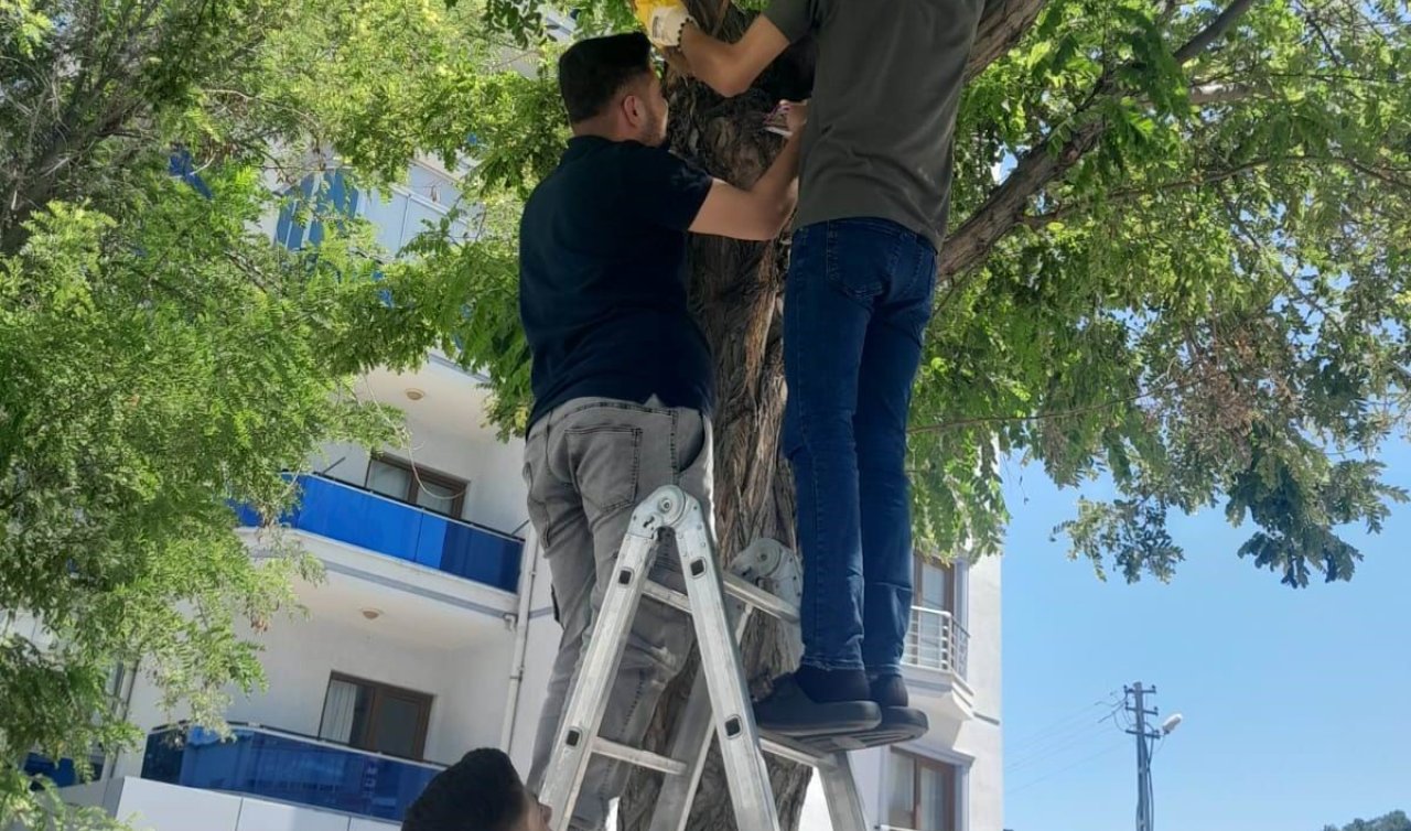 Karapınar’da esnafın kedi seferberliği
