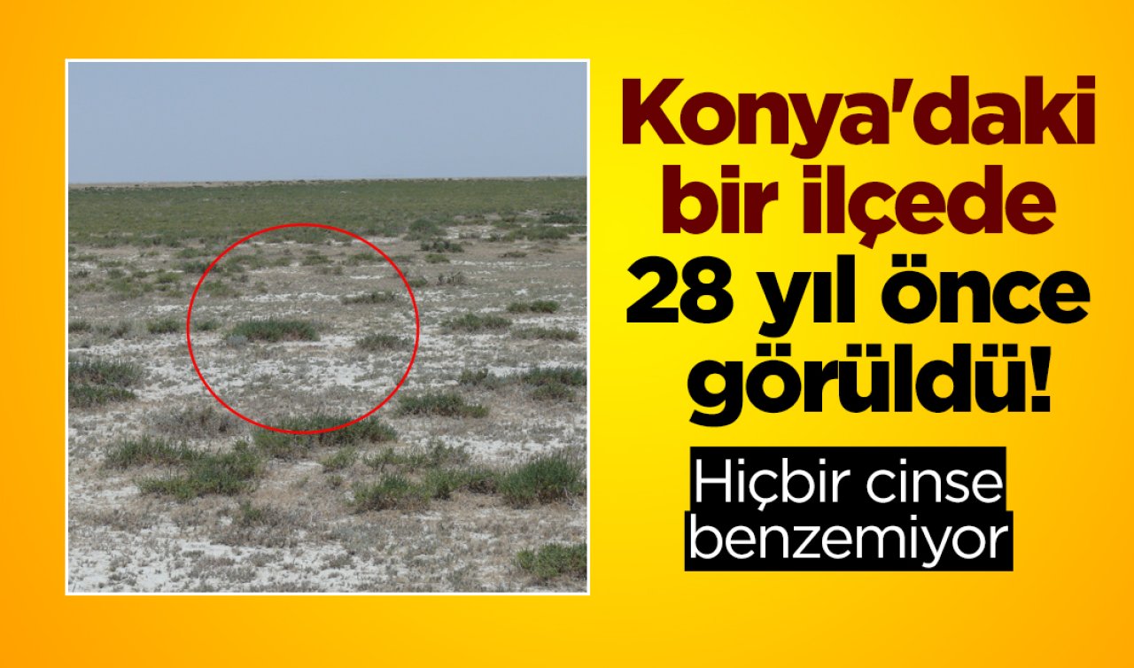 Konya’daki bir ilçede 28 yıl önce görüldü! Hiçbir cinse benzemiyor 