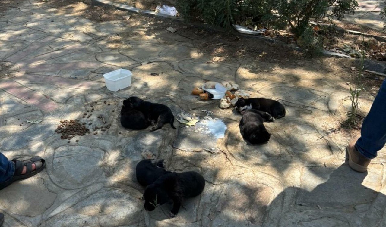 10 köpek ile 5 kedinin öldüğü olayda şüpheli etleri çocuklara dağıttırmış