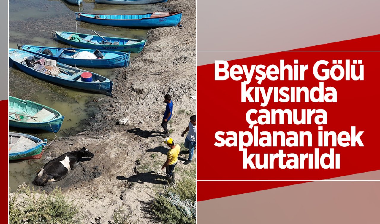 Beyşehir Gölü kıyısında çamura saplanan inek kurtarıldı