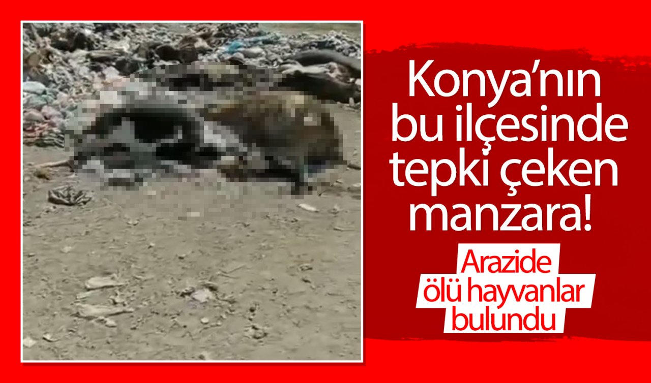 Konya’nın bu ilçesinde tepki çeken manzara! Arazide ölü hayvanlar bulundu 
