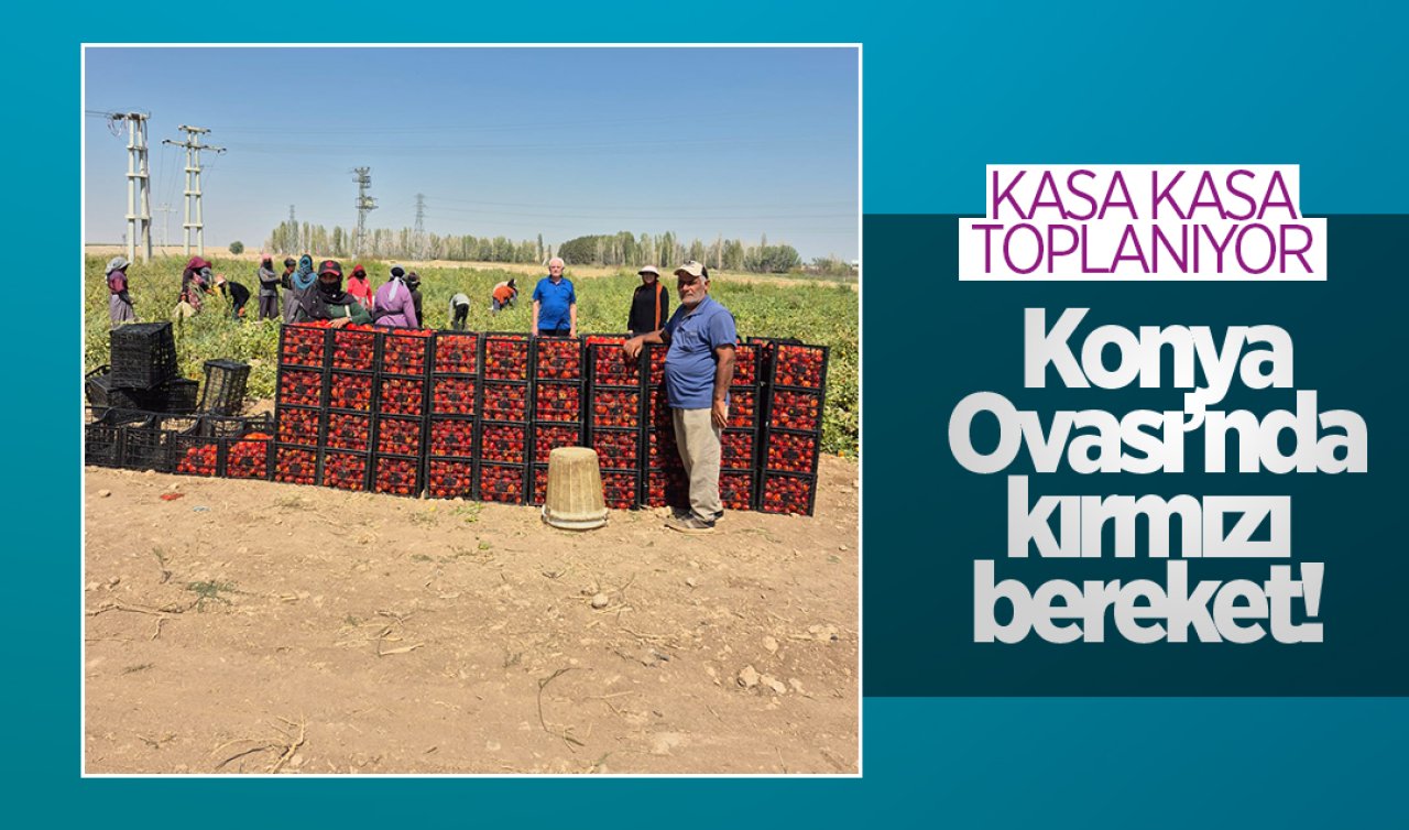 Konya Ovası’nda kırmızı bereket! Tarladan kasa kasa toplanıyor