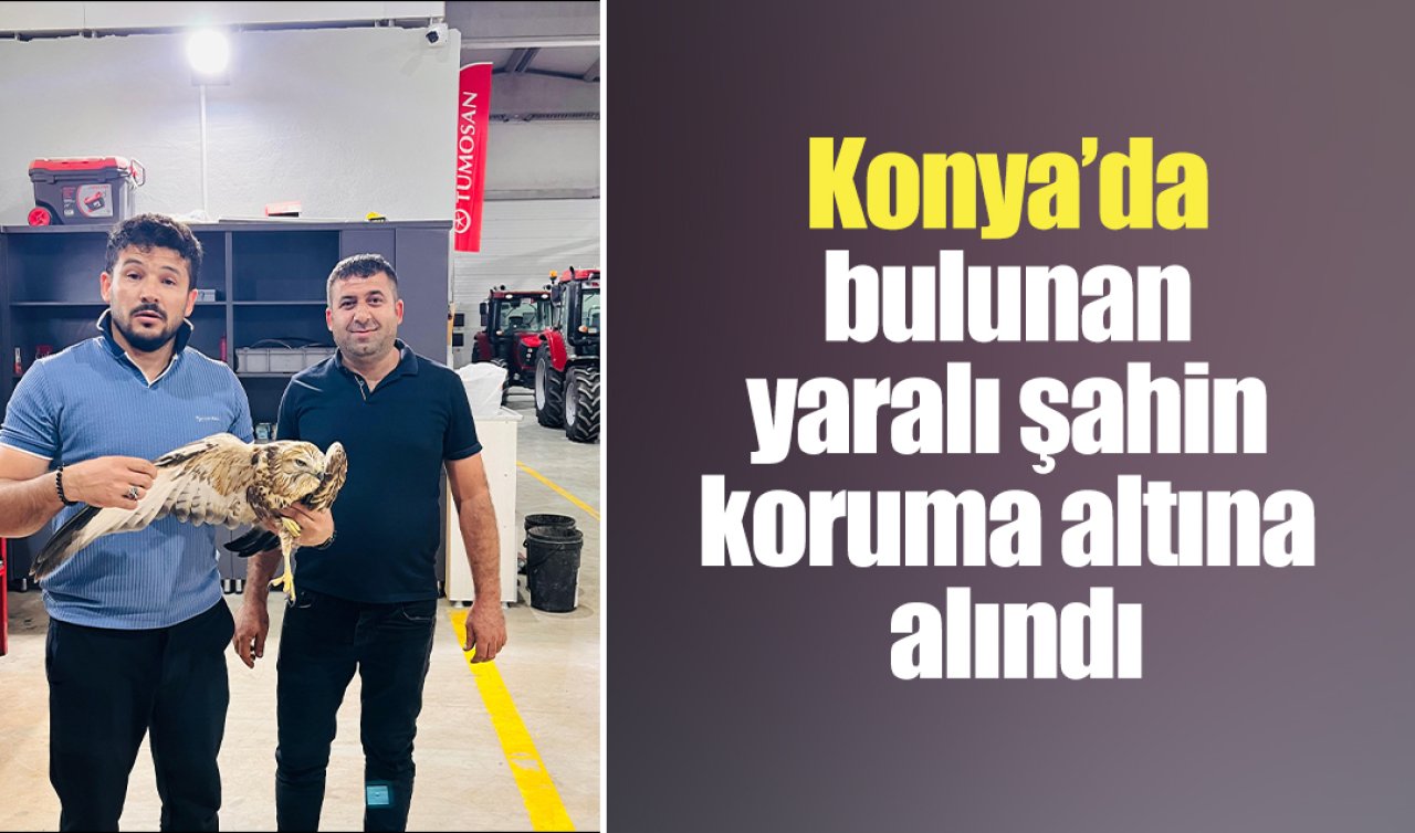 Konya’da bulunan yaralı şahin koruma altına alındı