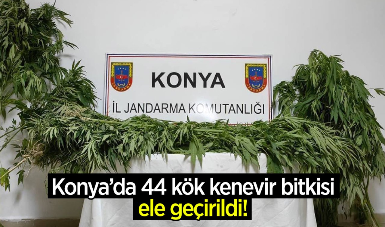 Konya’da 44 kök kenevir bitkisi ele geçirildi! 