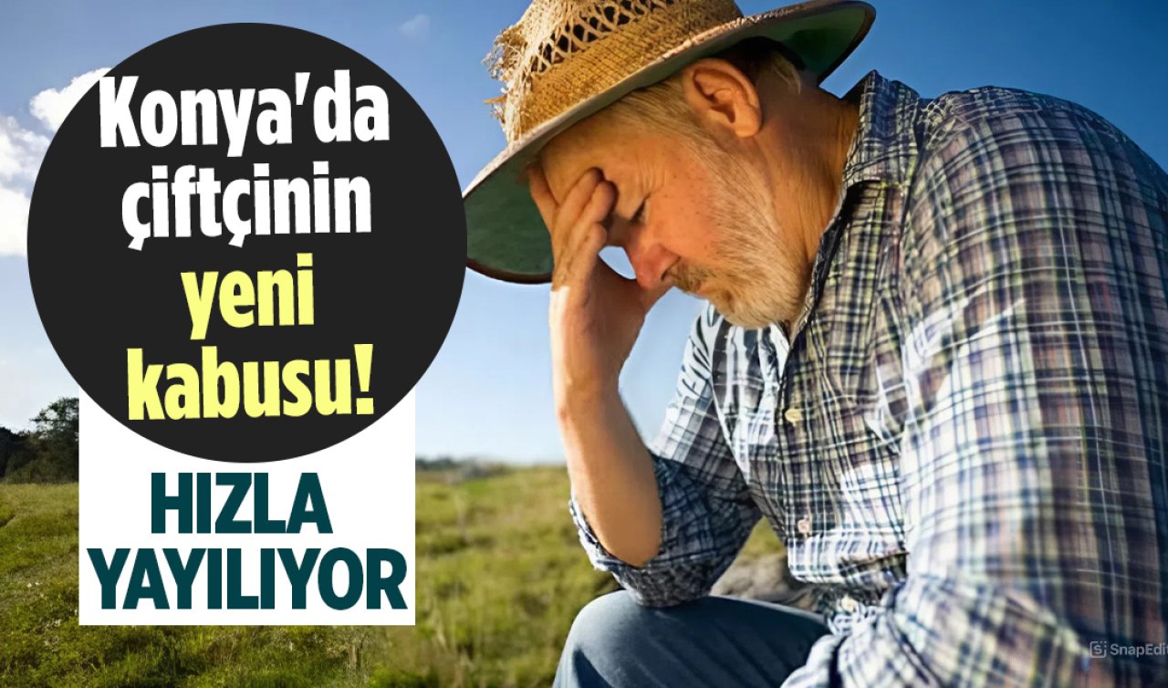 Konya’da çiftçinin yeni kabusu! Hızla yayılıyor