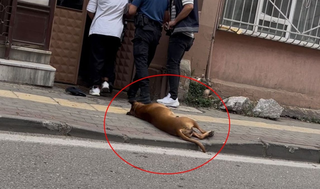  Aile içi kavga ihbarına giden polislerden birini köpek diğerini ise sahibi ısırdı