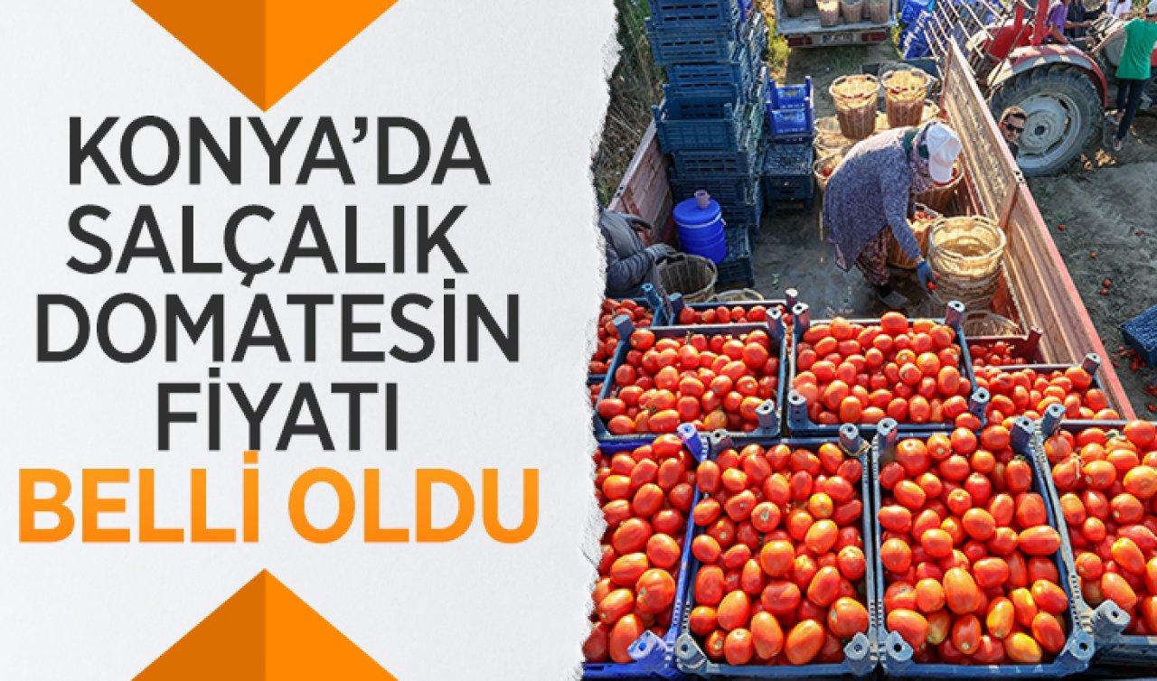 Konya’da salçalık domatesin fiyatı belli oldu!