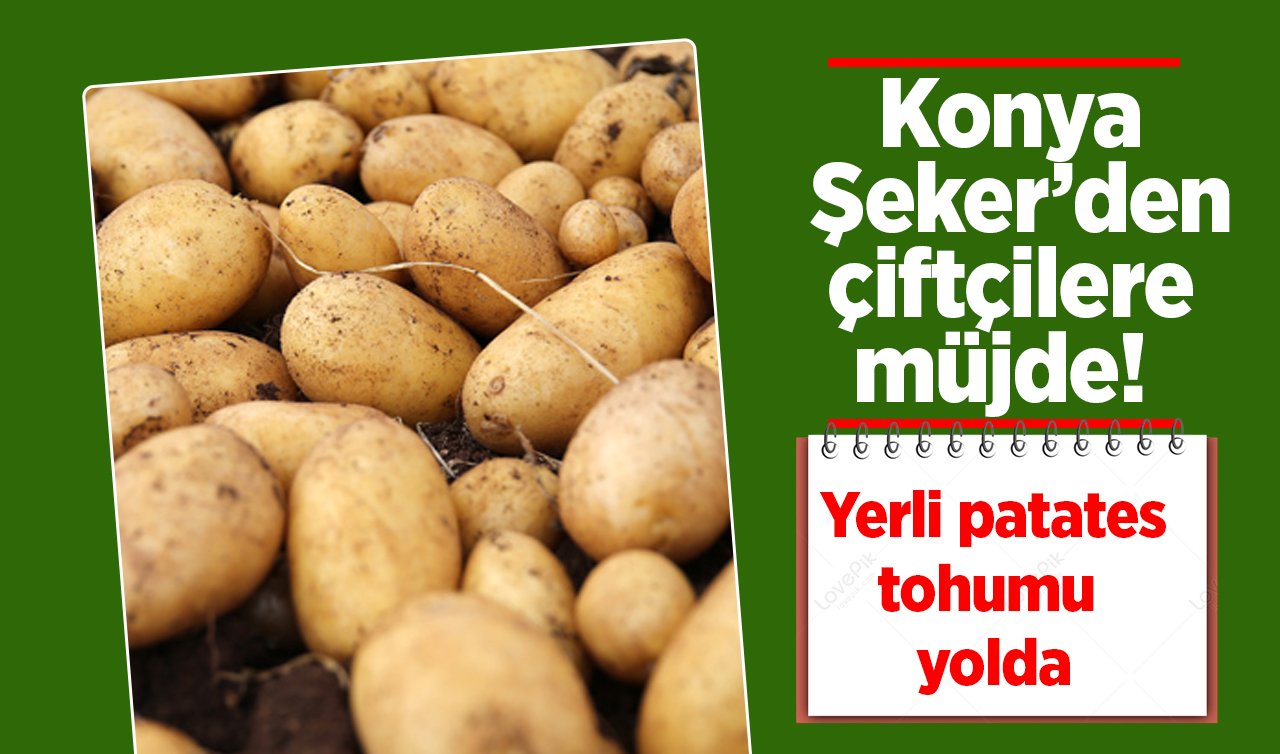 Konya Şeker’den çiftçilere müjde! Yerli patates tohumu yolda
