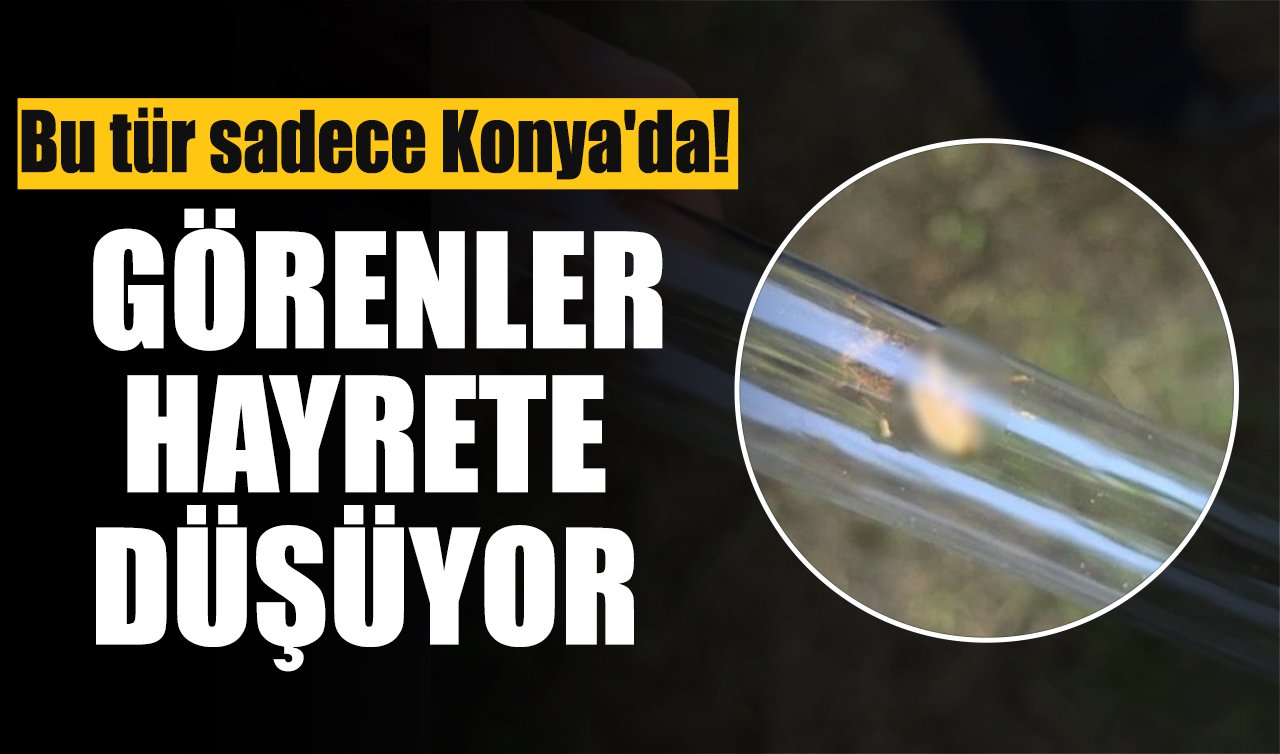 Bu tür sadece Konya’da! Görenler hayrete düşüyor