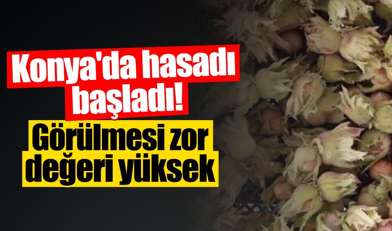 Konya’da hasadı başladı! Görülmesi zor değeri yüksek 