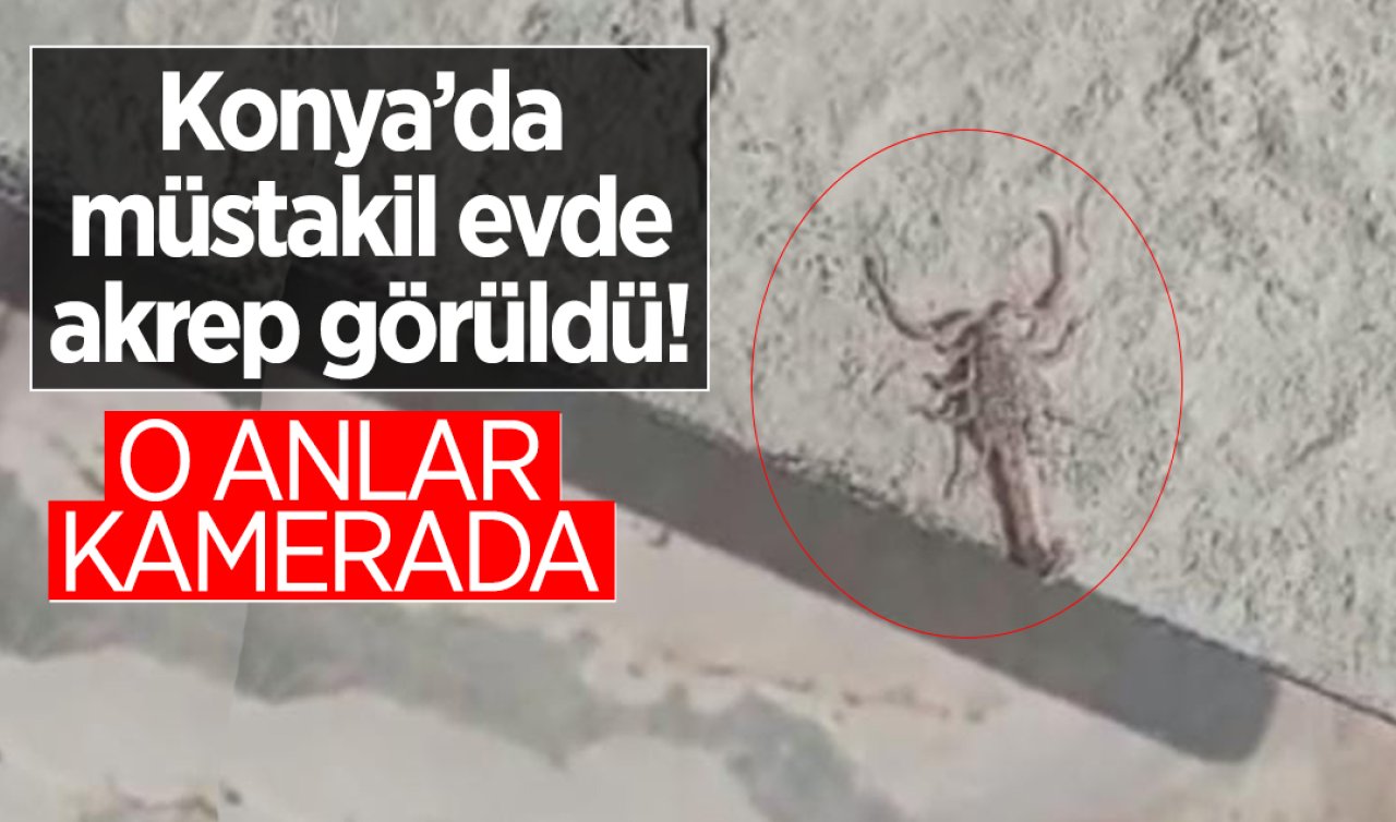 Konya’da müstakil evde akrep görüldü!