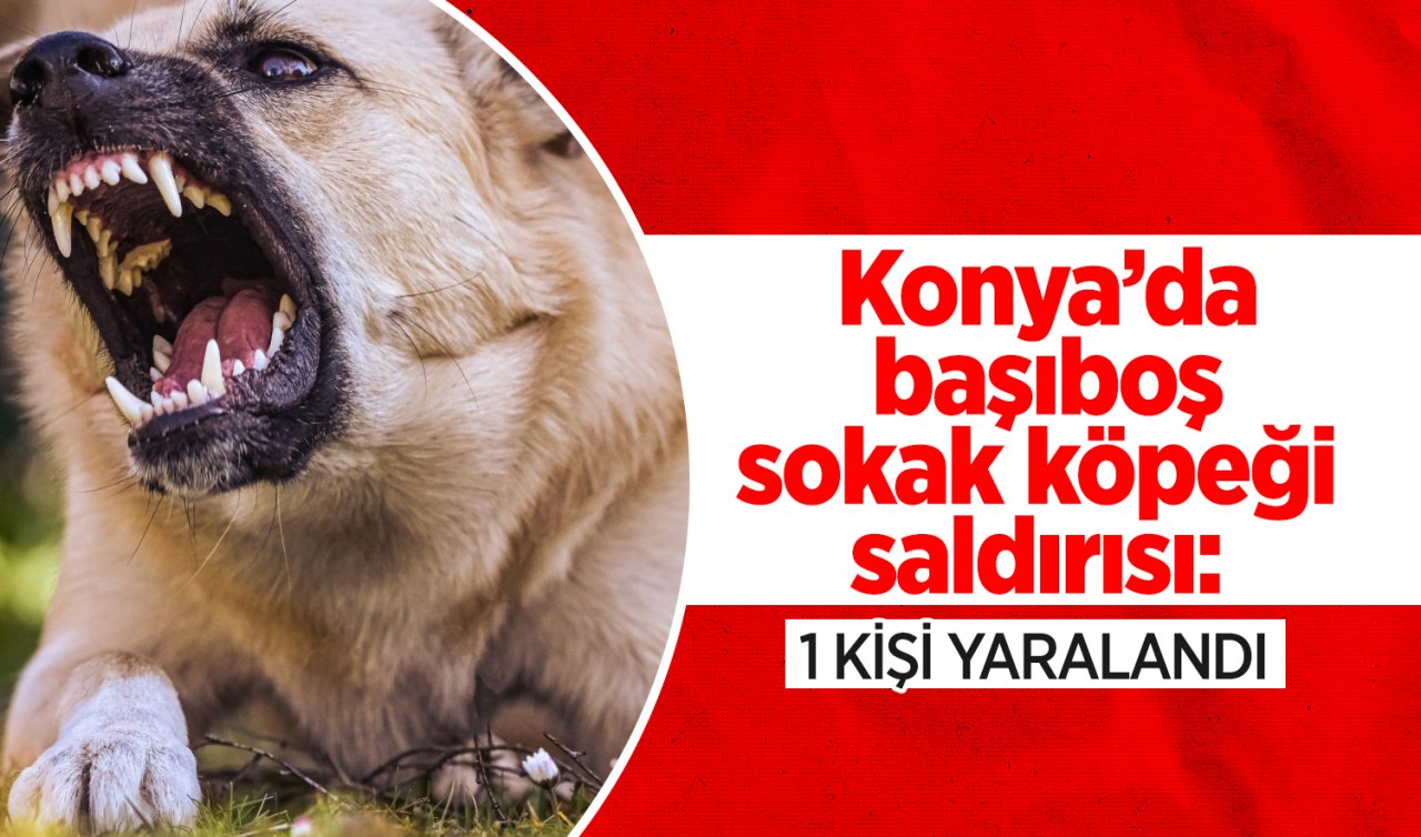 Konya’da başıboş sokak köpeği saldırısı: 1 kişi yaralandı 