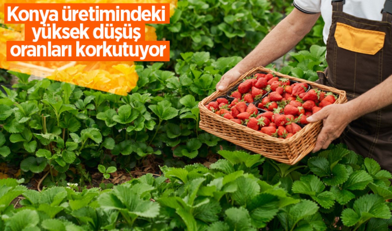 Konya üretimindeki yüksek düşüş oranları korkutuyor