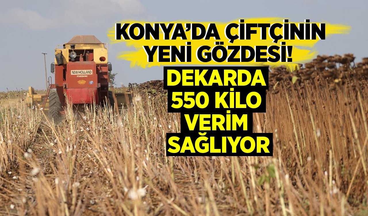 Konya’da çiftçinin yeni gözdesi! Dekarda 550 kilo verim sağlıyor