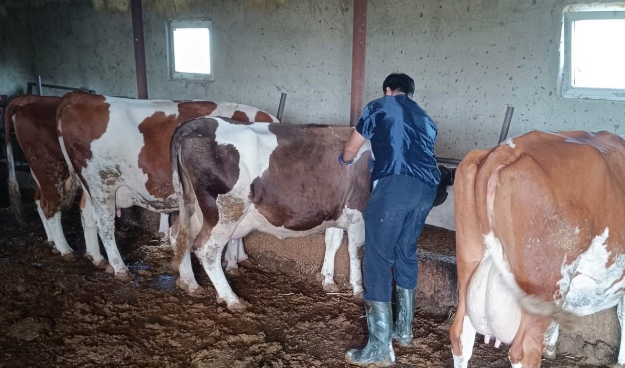 Konya’da büyükbaş hayvanlarda aşılama çalışmaları devam ediyor