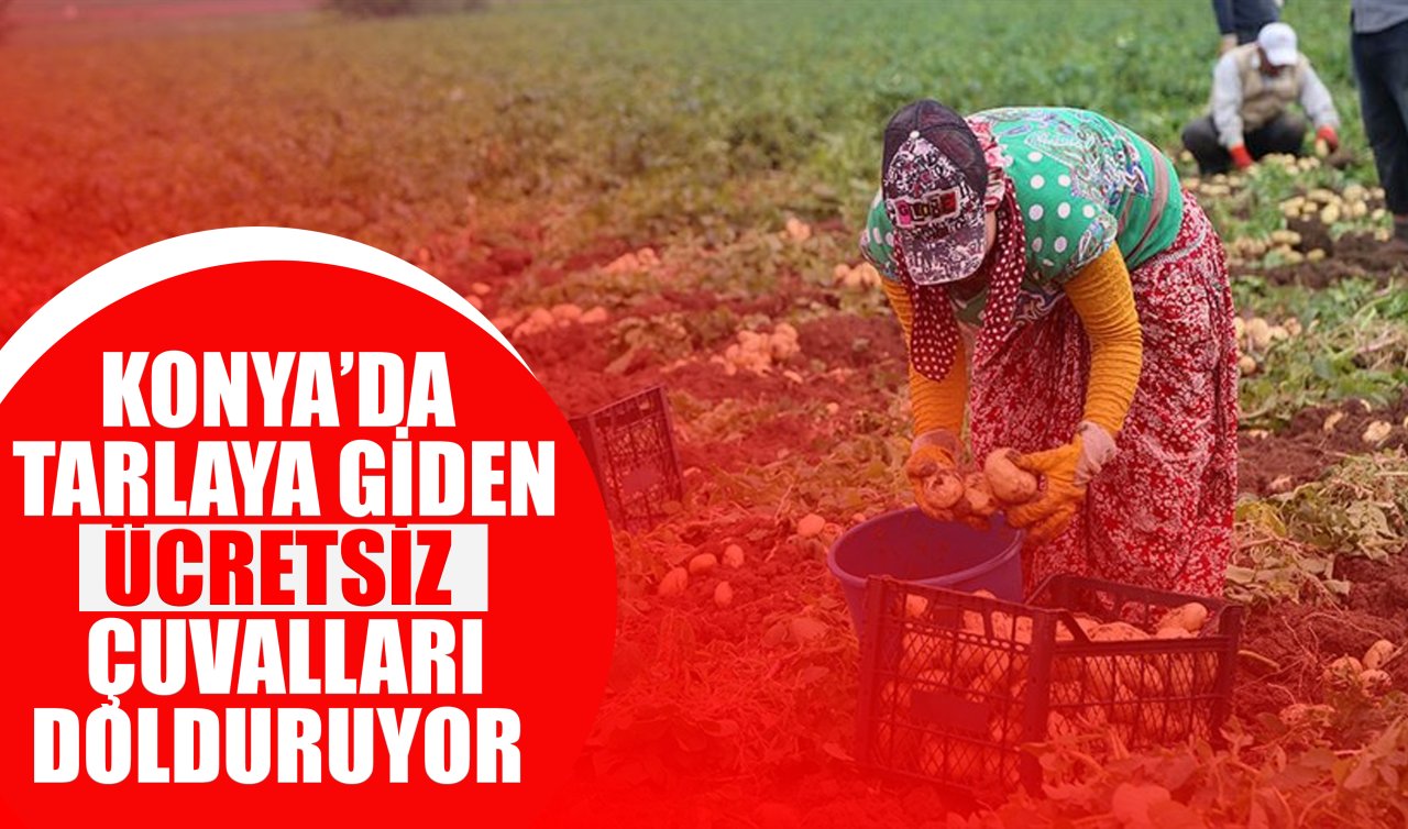 Konya’da tarlaya giden ücretsiz çuvalları dolduruyor!