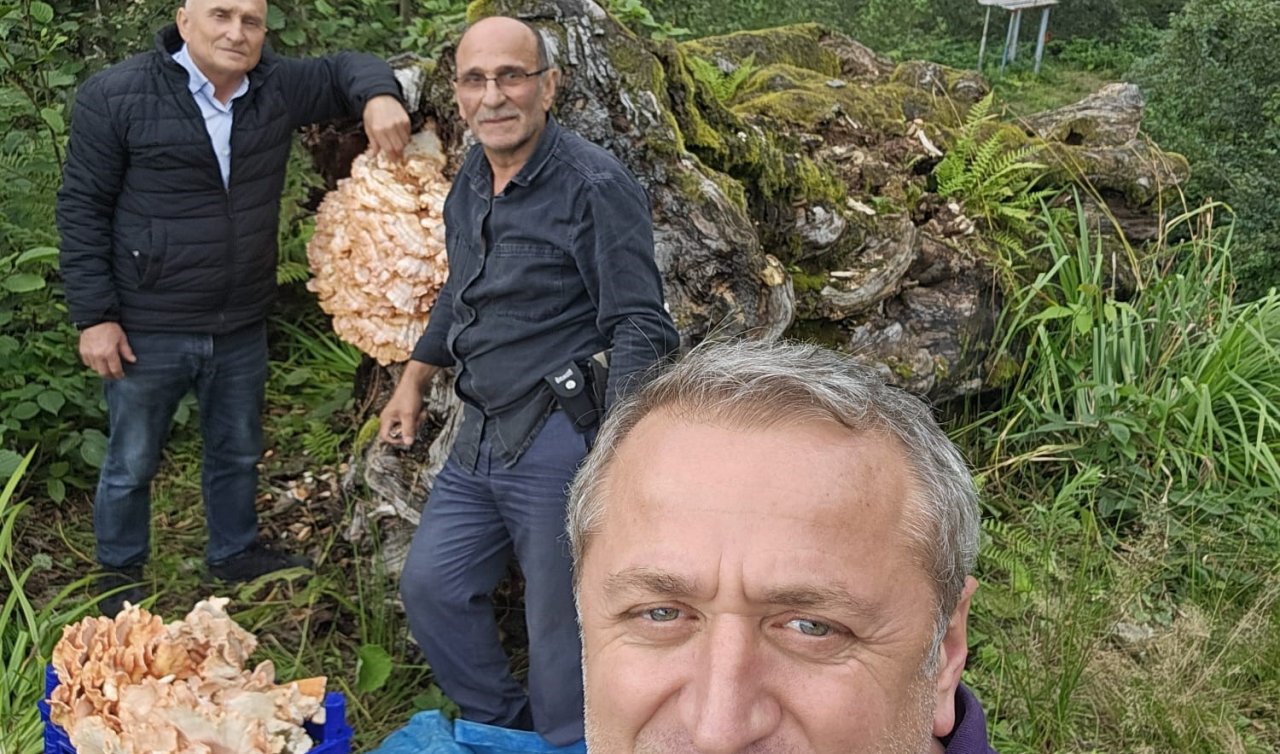 Ormanda gezintiye çıkmışlardı: Kilolarca buldular! 