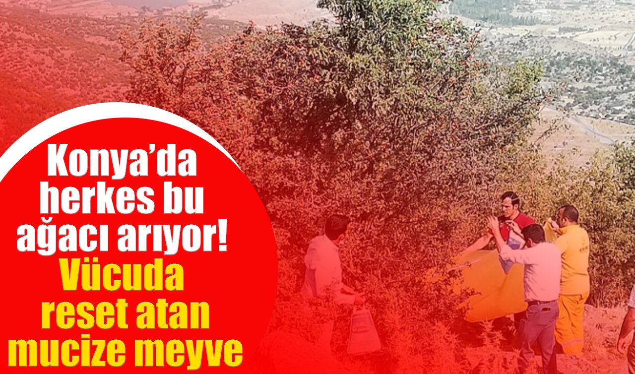 Konya’da herkes bu ağacı arıyor! Vücuda reset atan mucize meyve 