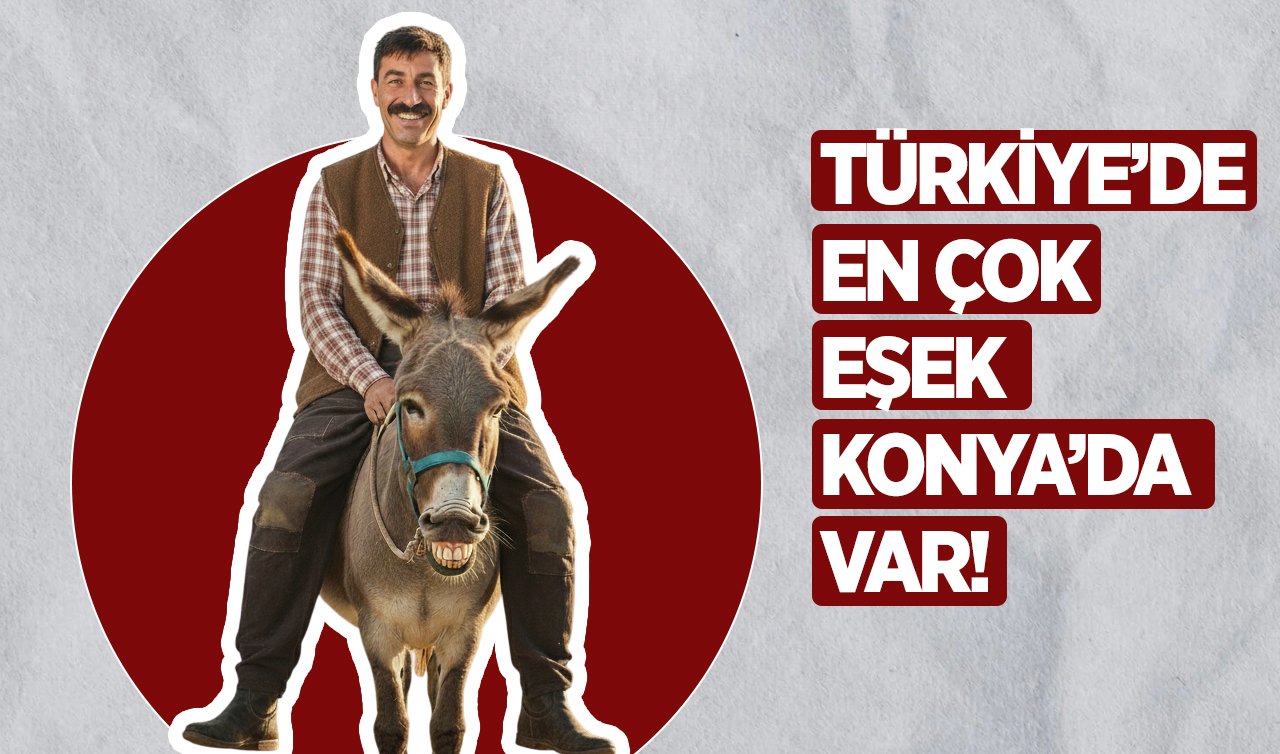 Türkiye’de en çok eşek Konya’da var!