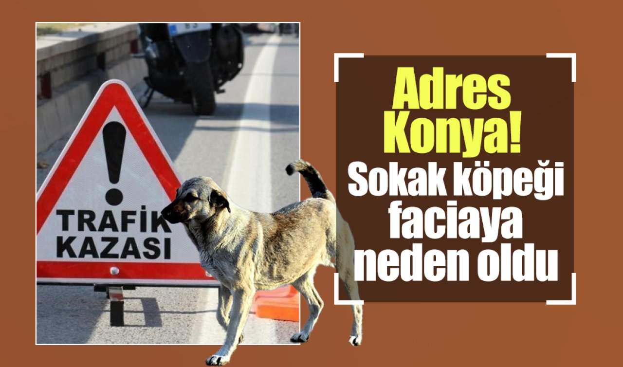 Adres Konya! Sokak köpeği sonunu getirdi