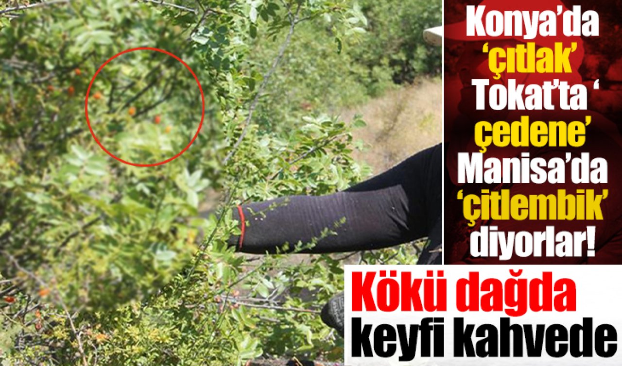 Konya’da ‘çıtlak’ Tokat’ta ‘çedene’ Manisa’da ‘çitlembik’ diyorlar! Kökü dağda keyfi kahvede