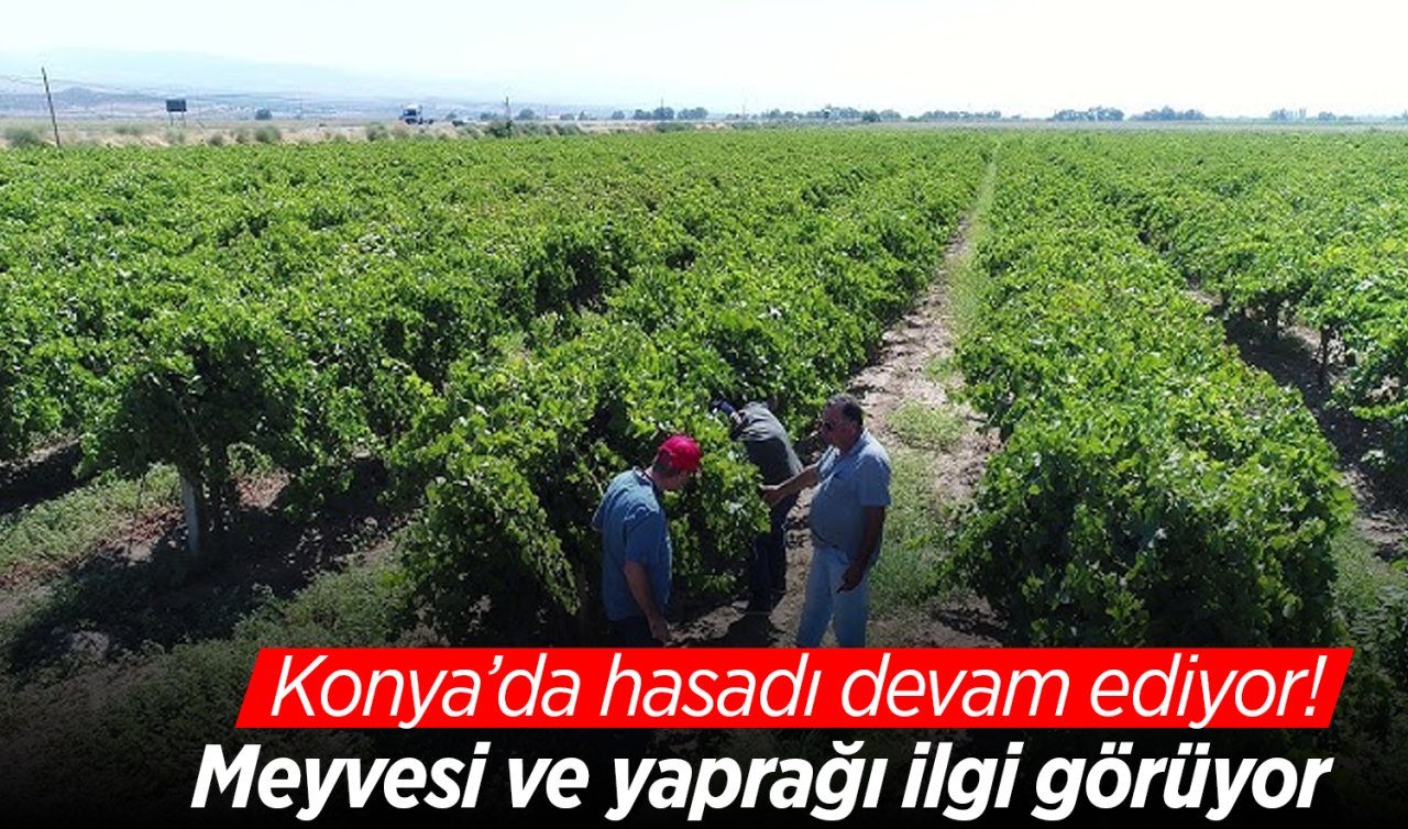 Konya’da hasadı devam ediyor! Meyvesi ve yaprağı ilgi görüyor