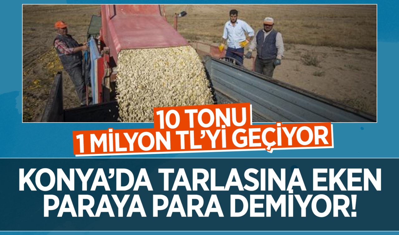Konya’da tarlasına eken paraya para demiyor! 10 tonu 1 milyon TL’yi geçiyor: Yüksek gelir elde etme imkânı sunuyor