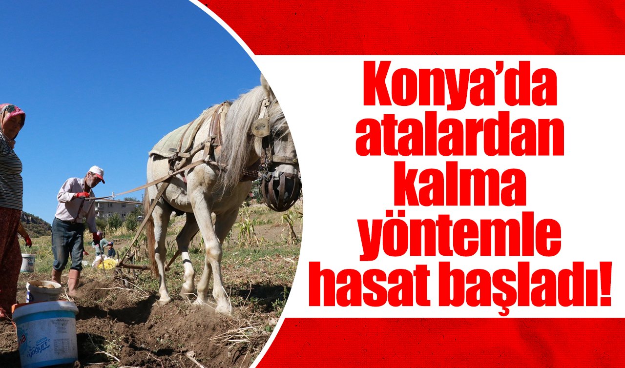 Konya’da atalardan kalma yöntemle hasat başladı! 