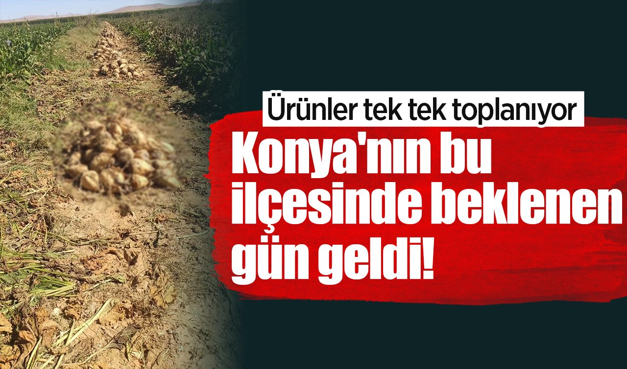 Konya’nın bu ilçesinde beklenen gün geldi! Ürünler tek tek toplanıyor