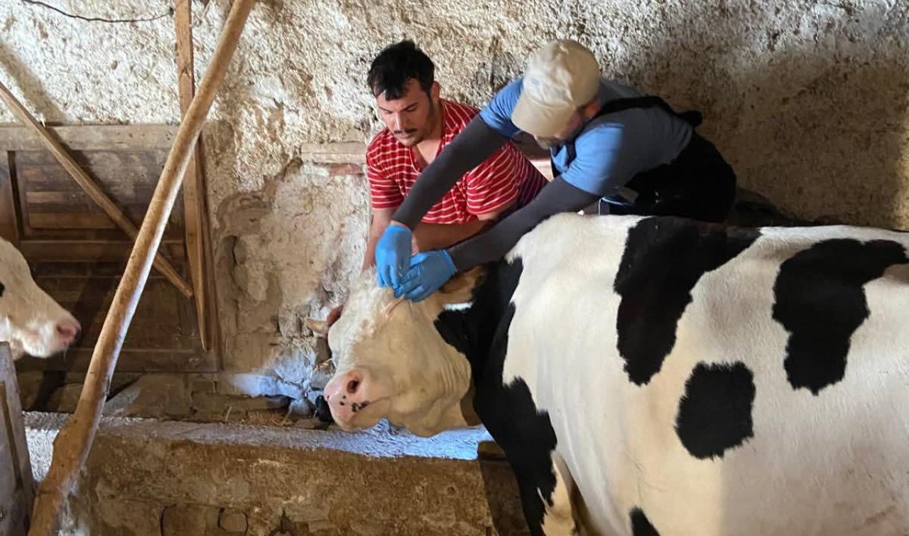 Konya’nın bu ilçesinde brusella aşılama çalışmaları devam ediyor