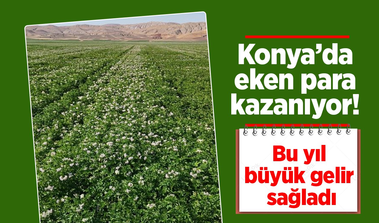 Konya’da eken para kazanıyor! Bu yıl büyük gelir sağladı