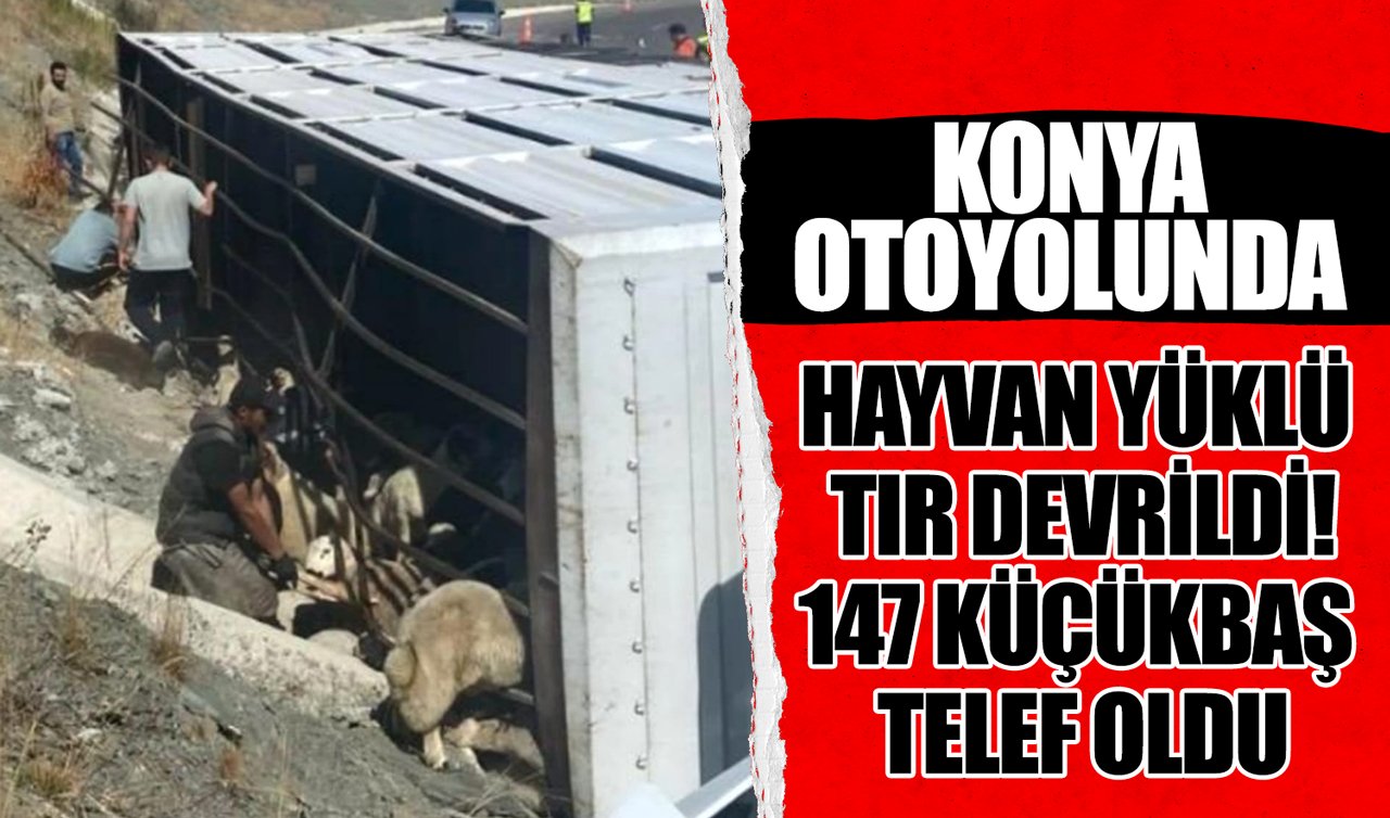  Konya otoyolunda hayvan yüklü tır devrildi: 147 küçükbaş telef oldu