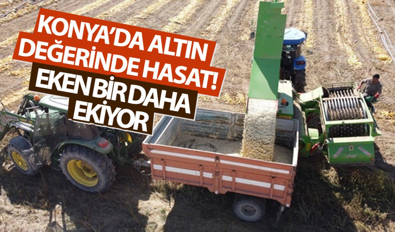 Konya’da altın değerinde hasat! Eken bir daha ekiyor