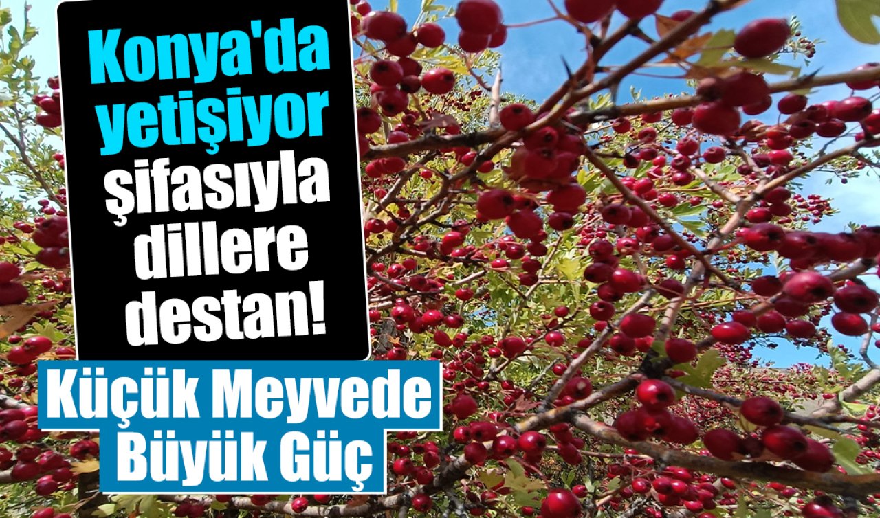 Konya’da yetişiyor! Şifası dağlardan geliyor 
