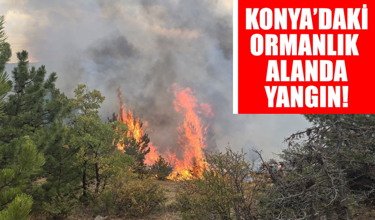 Konya’daki ormanlık alanda yangın! Güçlükle söndürüldü 