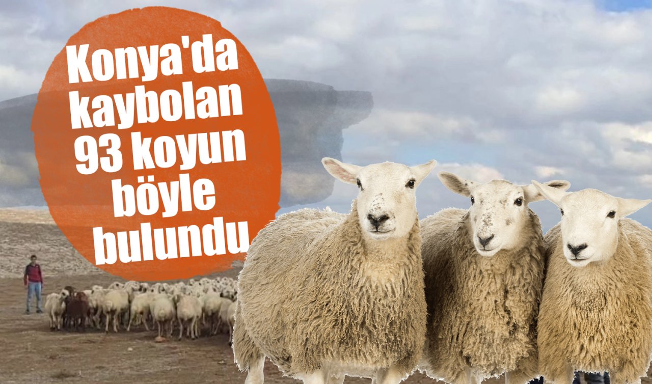 Konya’da kaybolan 93 koyun böyle bulundu