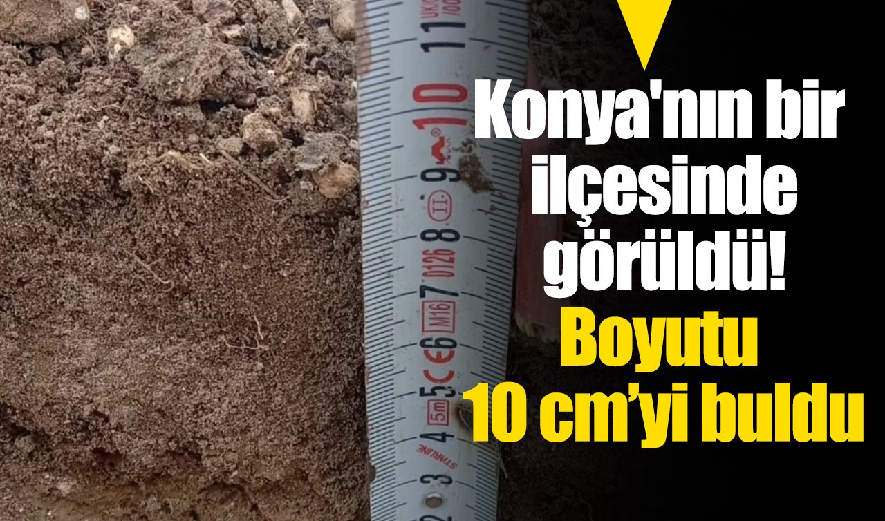 Konya’nın bir ilçesinde görüldü! Boyutu 10 cm’yi buldu