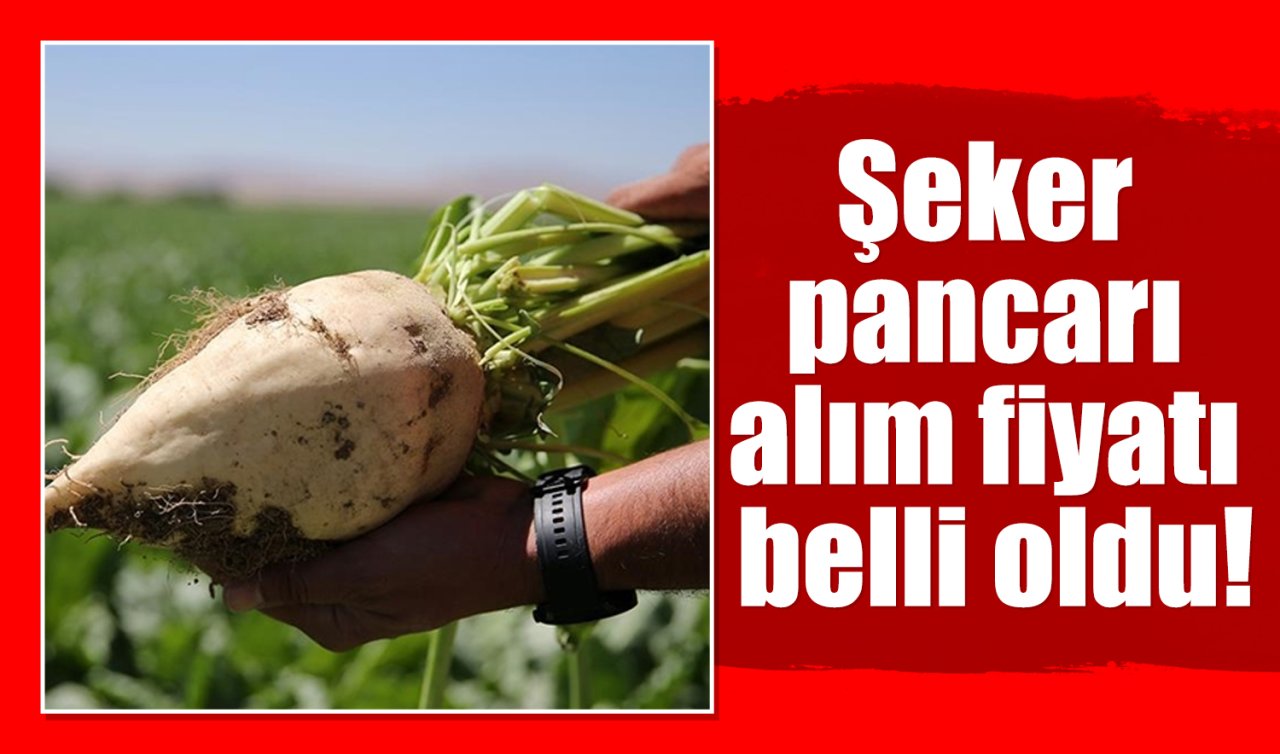 Şeker pancarı alım fiyatı belli oldu!