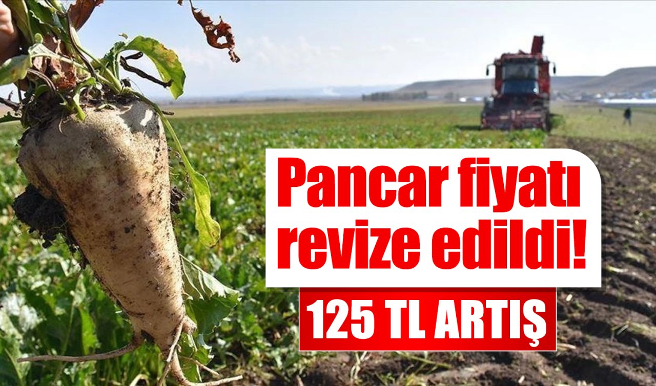Pancar fiyatı revize edildi! 125 TL ARTIŞ