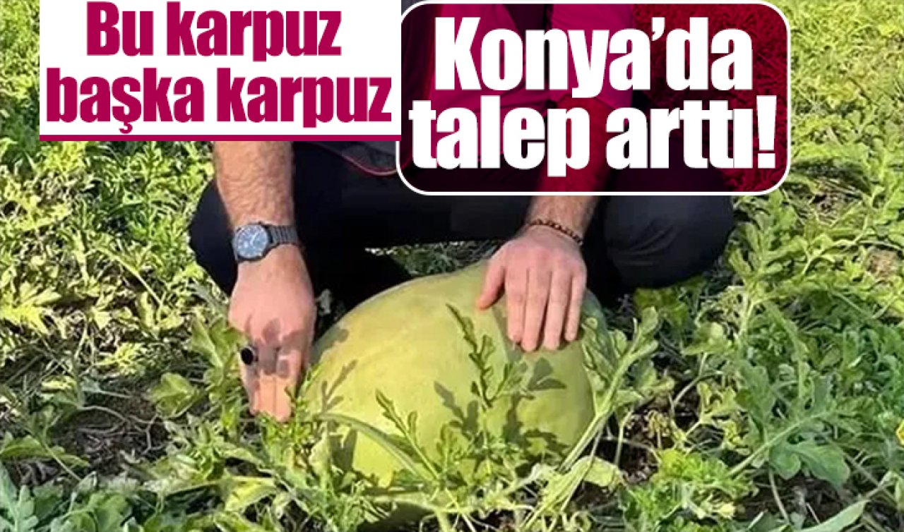 Konya’da talep arttı! Bu karpuz başka karpuz