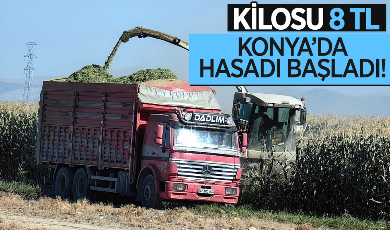 Konya’da hasadı başladı! Kilosu 8 TL