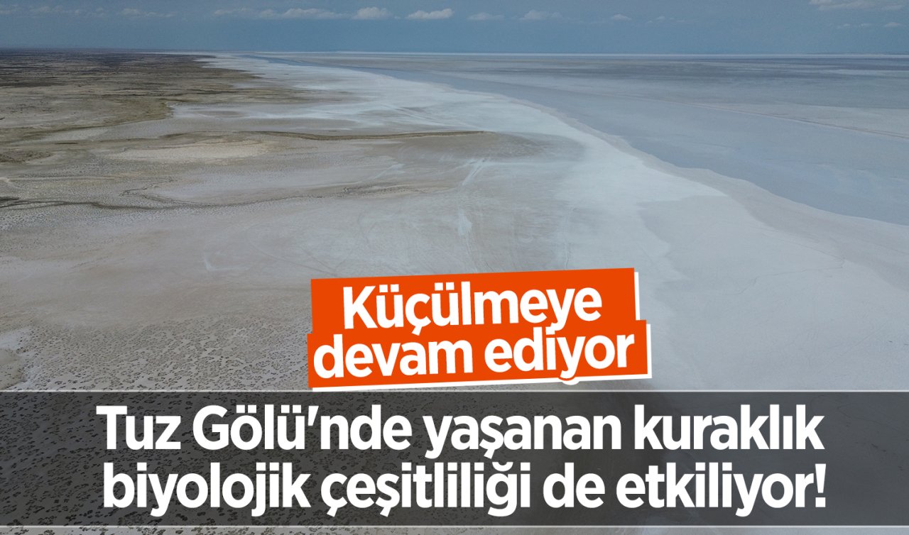 Tuz Gölü’nde yaşanan kuraklık biyolojik çeşitliliği de etkiliyor! Küçülmeye devam ediyor 