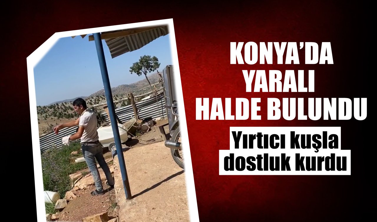 Konya’da yaralı halde buldu! Yırtıcı kuşla dostluk kurdu